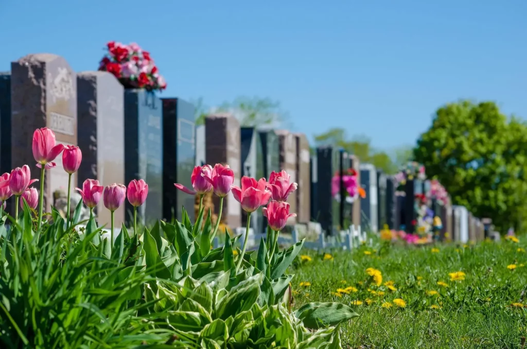 Alignement de tombes dans un cimetière verdoyant bordé de tulipes roses.