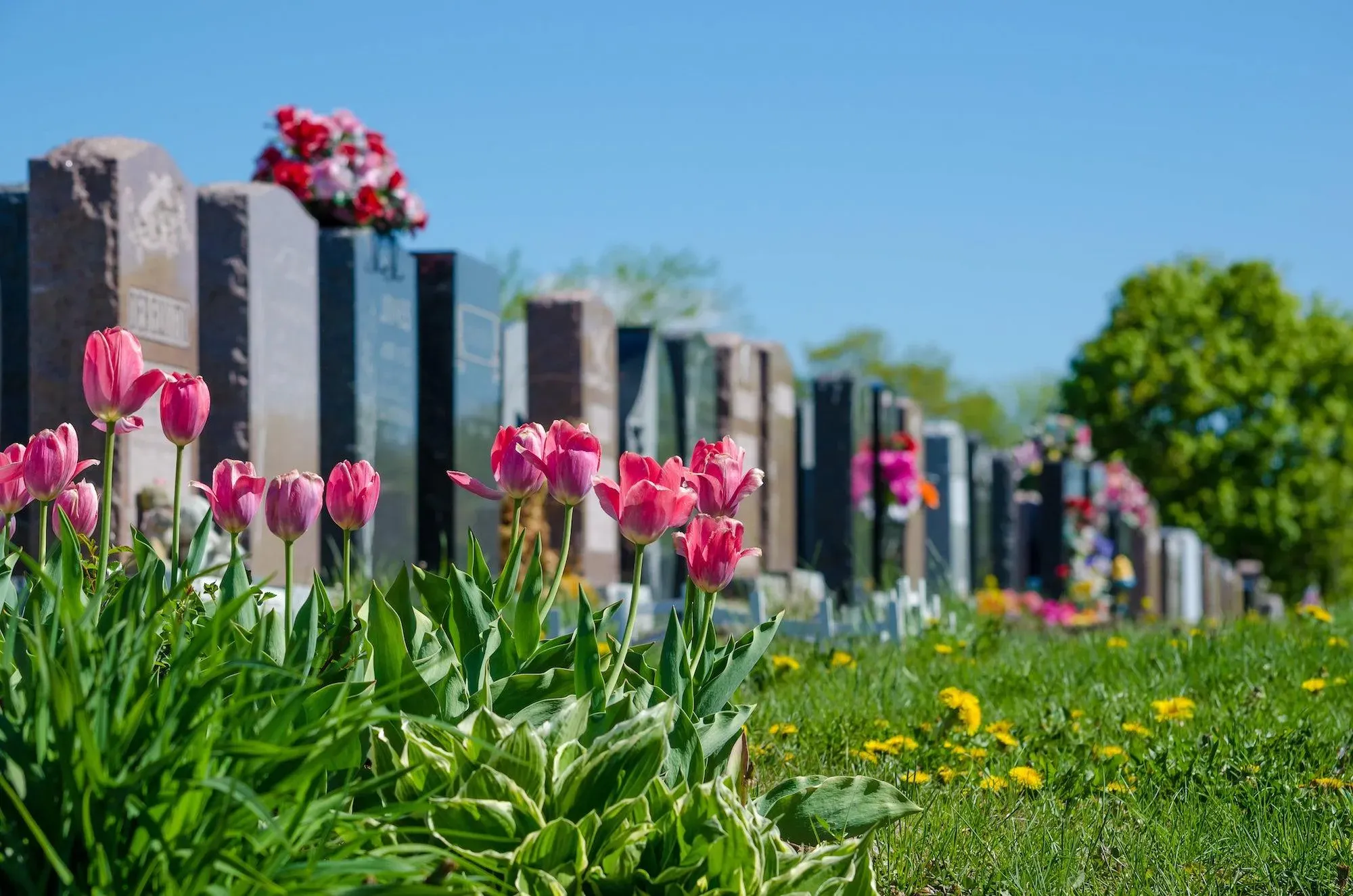 Alignement de tombes dans un cimetière verdoyant bordé de tulipes roses.